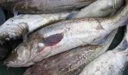 鳕鱼最新爆料图片高清,揭秘海洋美食的绝美瞬间